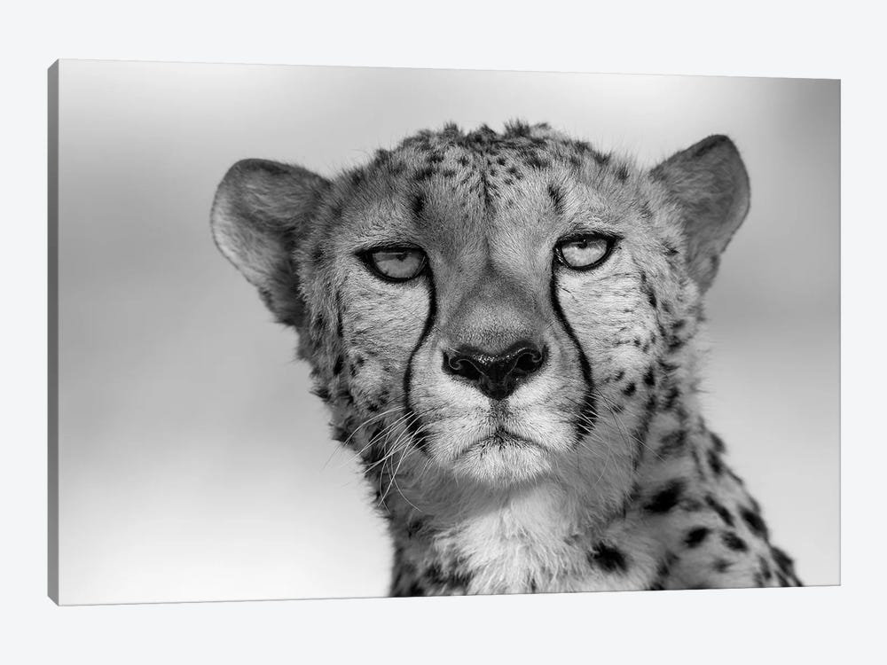 Cheetah Eye Contact by Mogens Trolle 1-piece Art Print