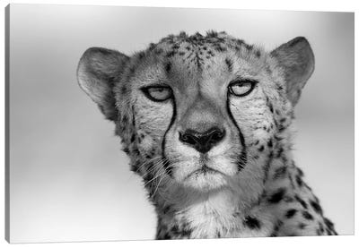 Cheetah Eye Contact Canvas Art Print - Mogens Trolle