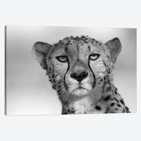 Cheetah Eye Contact Canvas Print #MOG17} by Mogens Trolle Canvas Print
