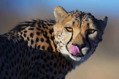 Cheetah Morning Light by Mogens Trolle acrylic art print