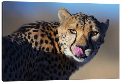 Cheetah Morning Light Canvas Art Print - Mogens Trolle
