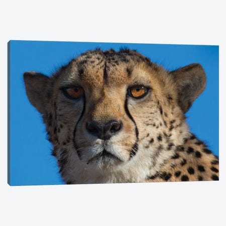 Cheetah On Blue Sky Namibia Canvas Print #MOG19} by Mogens Trolle Canvas Art