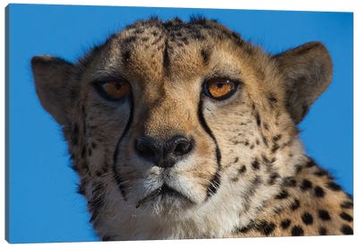 Cheetah On Blue Sky Namibia Canvas Art Print - Mogens Trolle