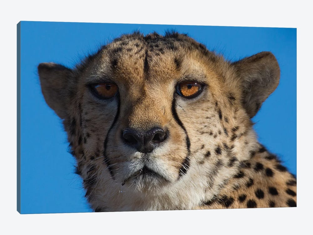 Cheetah On Blue Sky Namibia by Mogens Trolle 1-piece Canvas Print