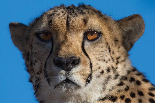 Cheetahs: Cheetah On Blue Sky Namibia by Mogens Trolle