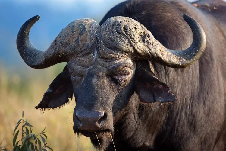 African Buffalo Morning Grumpy