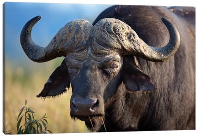 African Buffalo Morning Grumpy Canvas Art Print