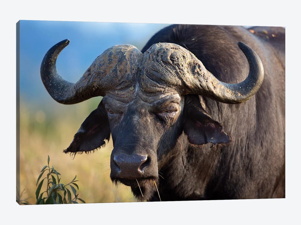 African Buffalo Morning Grumpy by Mogens Trolle 1-piece Canvas Art