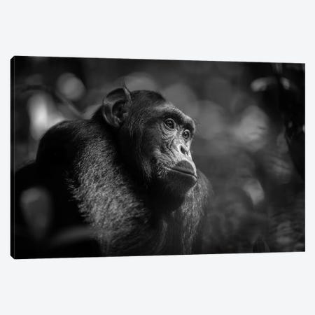Chimpanzee Black And White Canvas Print #MOG20} by Mogens Trolle Art Print
