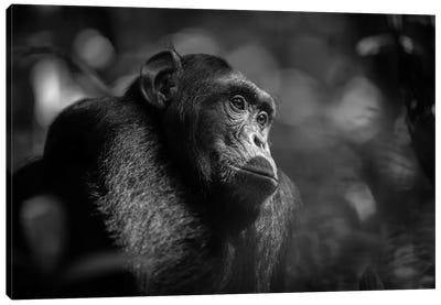 Chimpanzee Black And White Canvas Art Print - Mogens Trolle