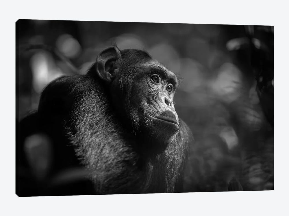 Chimpanzee Black And White by Mogens Trolle 1-piece Canvas Art Print