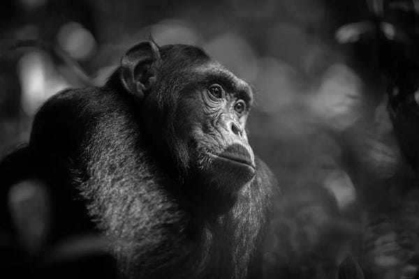 Chimpanzees: Chimpanzee Black And White by Mogens Trolle