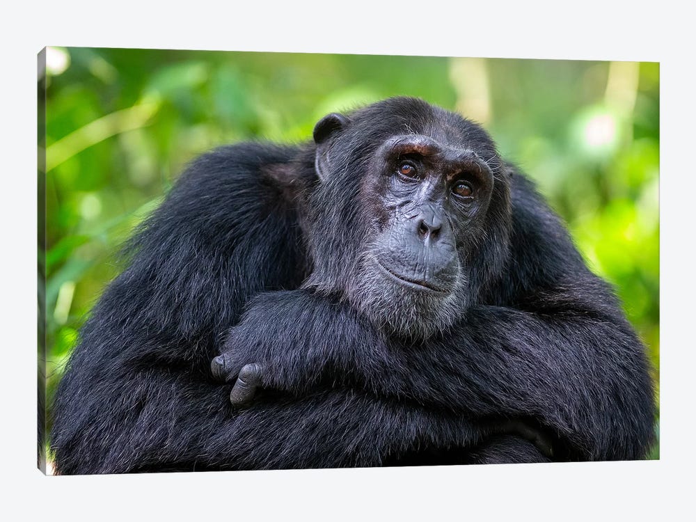 Chimpanzee Crossed Arms Uganda by Mogens Trolle 1-piece Canvas Artwork