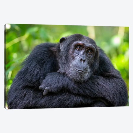 Chimpanzee Crossed Arms Uganda Canvas Print #MOG21} by Mogens Trolle Canvas Print