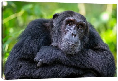 Chimpanzee Crossed Arms Uganda Canvas Art Print - Mogens Trolle