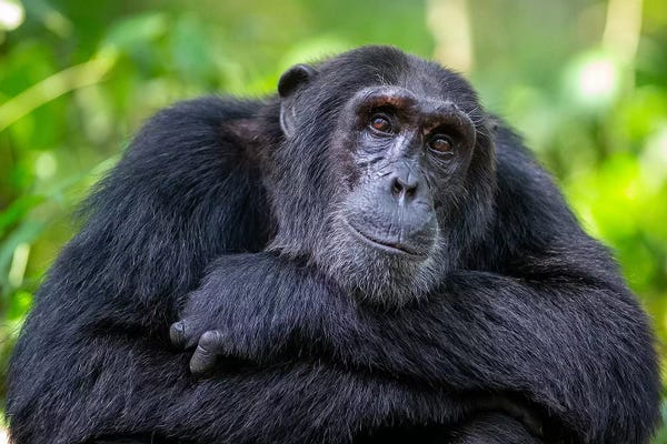 Mogens Trolle: Chimpanzee Crossed Arms Uganda by Mogens Trolle