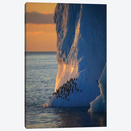 Chinstrap Penguins On Iceberg Tower Antarctica Canvas Print #MOG23} by Mogens Trolle Canvas Print