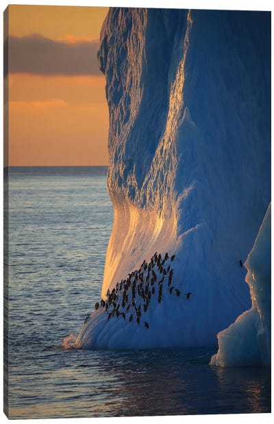 Chinstrap Penguins On Iceberg Tower Antarctica Canvas Art Print