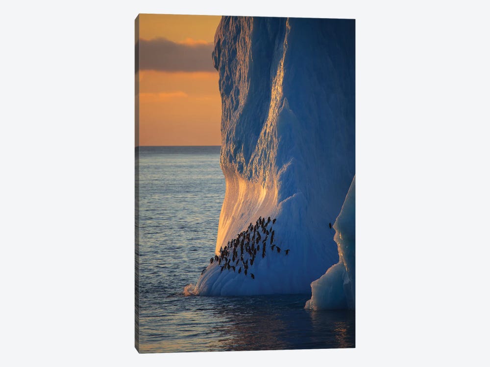 Chinstrap Penguins On Iceberg Tower Antarctica by Mogens Trolle 1-piece Canvas Art