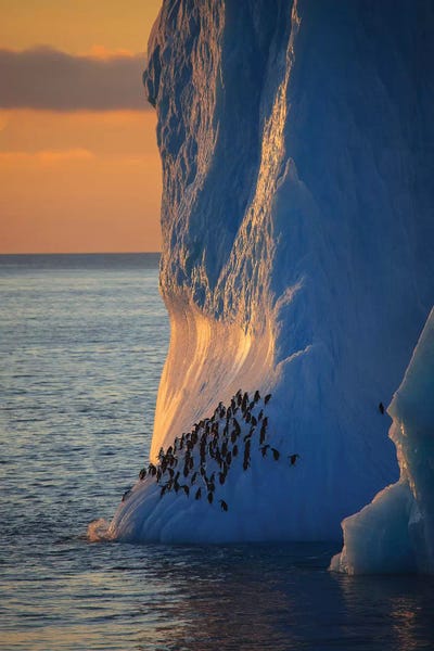Antarctica: Chinstrap Penguins On Iceberg Tower Antarctica by Mogens Trolle