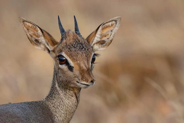 Antelopes: Dikdik Kenya by Mogens Trolle