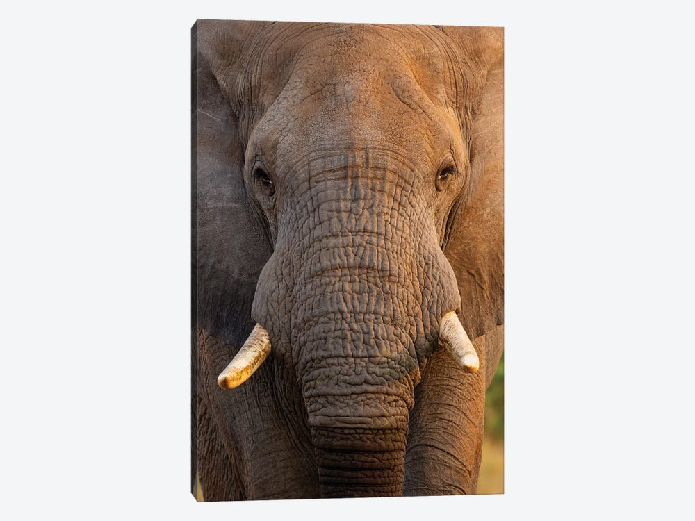 Elephant Close Up by Mogens Trolle 1-piece Canvas Print