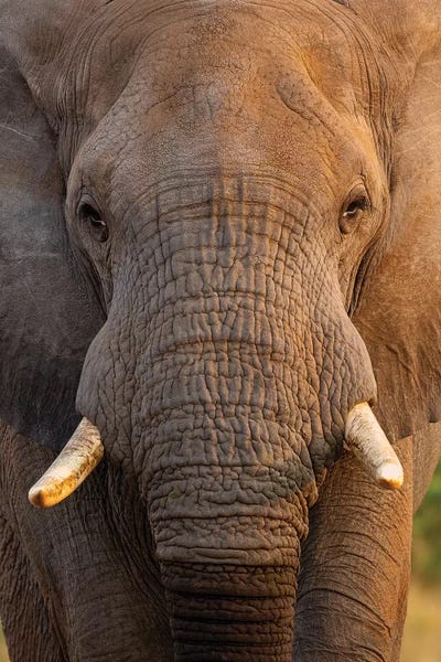 Elephant Close Up