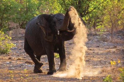 Elephant Dust Bathing Etosha by Mogens Trolle canvas print