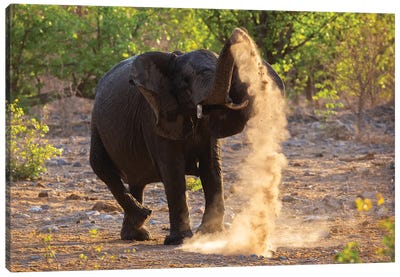 Elephant Dust Bathing Etosha Canvas Art Print - Mogens Trolle