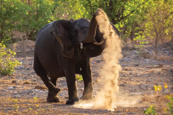 Elephant Dust Bathing Etosha