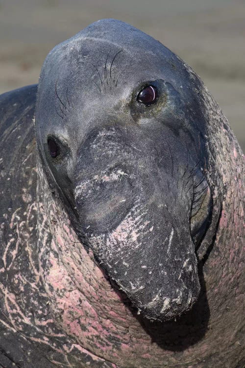 Elephant Seal California