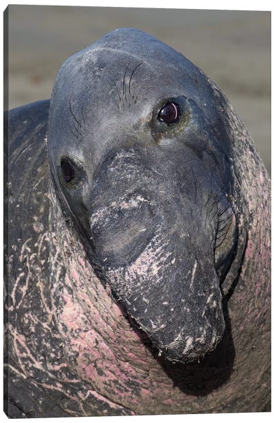 Elephant Seal California Canvas Art Print - Mogens Trolle