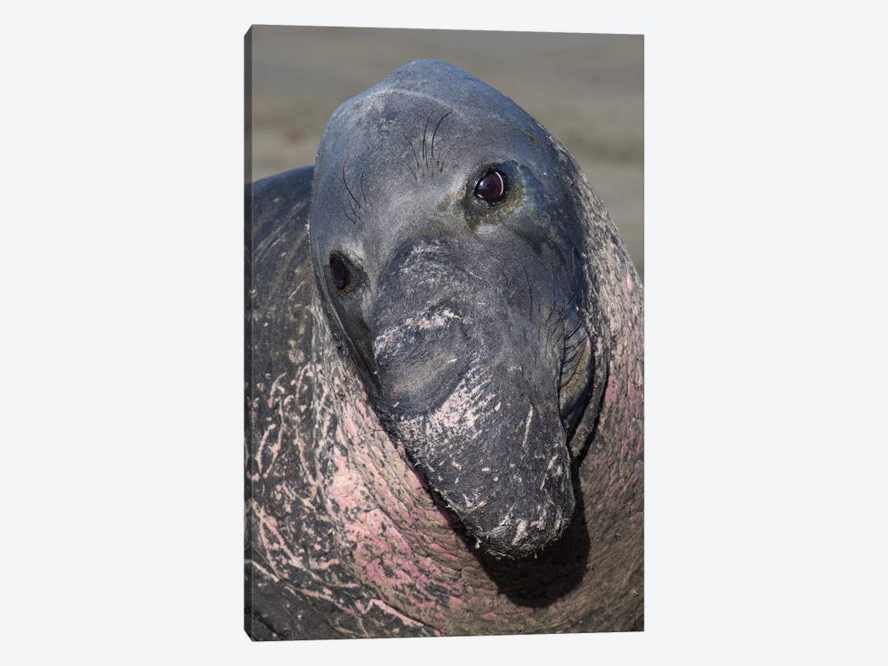 Elephant Seal California by Mogens Trolle 1-piece Canvas Print