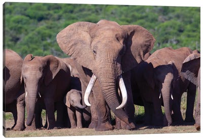 Elephant Tusker Canvas Art Print - Mogens Trolle