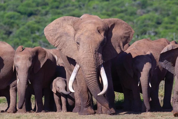 Elephant Tusker