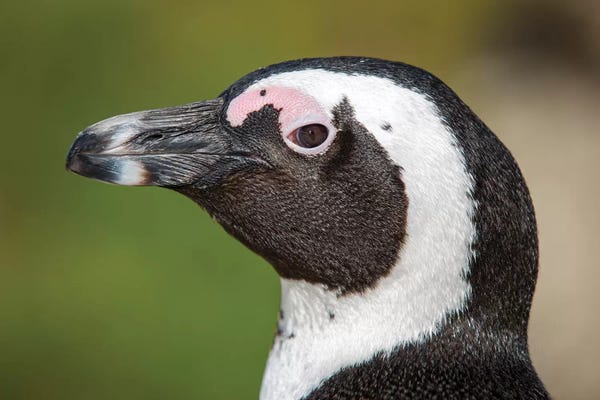 Penguins: African Penguin Portrait by Mogens Trolle