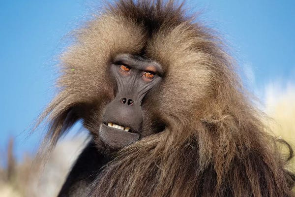 Monkeys: Gelada Against Blue Sky Ethiopia by Mogens Trolle