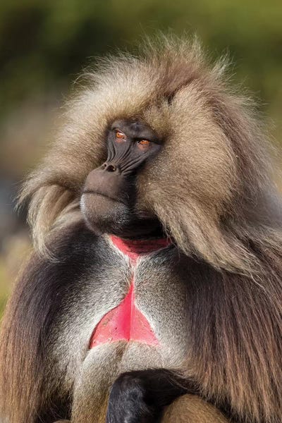 Monkeys: Gelada Bleeding Heart Alpha Male by Mogens Trolle