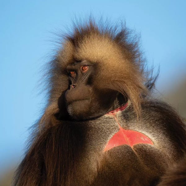 Monkeys: Gelada Bleeding Heart Ethiopia by Mogens Trolle