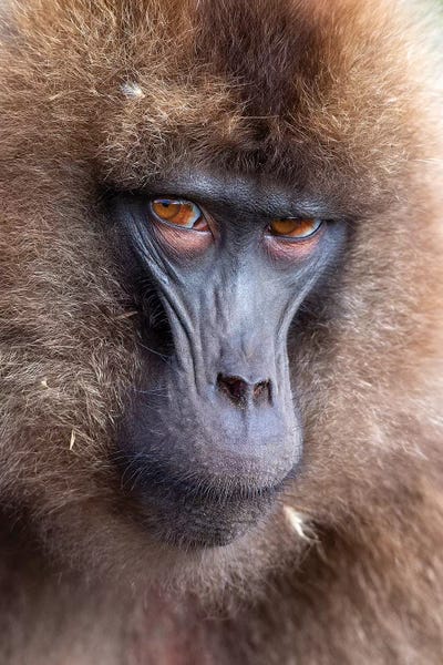 Monkeys: Gelada Female Scowl Ethiopia by Mogens Trolle