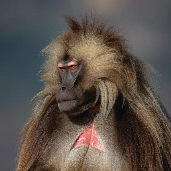 Monkeys: Gelada On Dark Background Ethiopia by Mogens Trolle