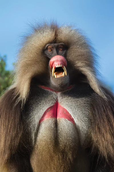 Monkeys: Gelada Pink Threat Ethiopia by Mogens Trolle