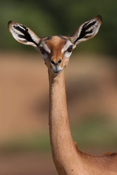 Gerenuk Giraffe Necked Antelope by Mogens Trolle acrylic art print