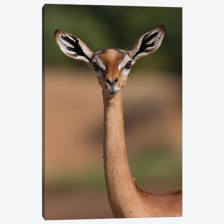 Gerenuk Giraffe Necked Antelope Canvas Print #MOG36} by Mogens Trolle Canvas Art Print