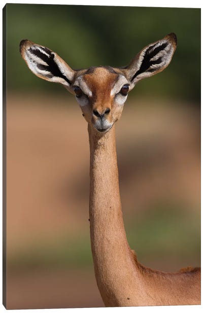 Gerenuk Giraffe Necked Antelope Canvas Art Print - Antelope Art