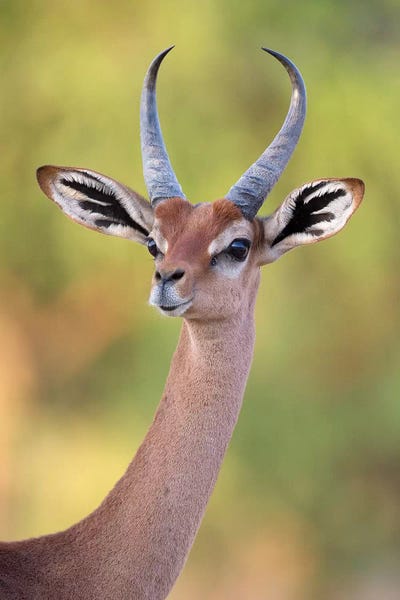 Antelopes: Gerenuk Male Portrait Kenya by Mogens Trolle