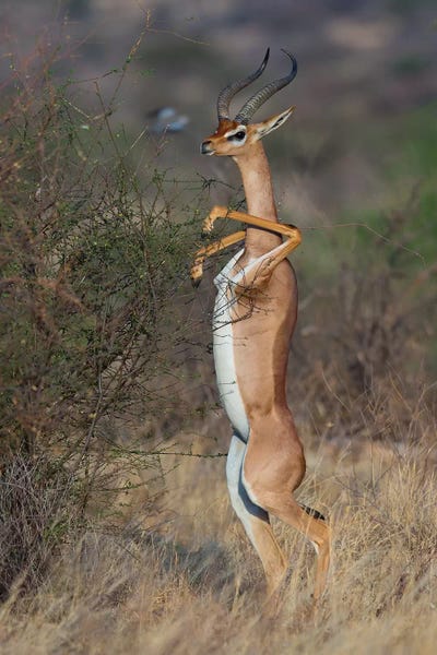 Gerenuk The Dancer by Mogens Trolle acrylic art print