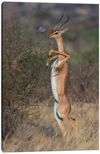 Gerenuk The Dancer Canvas Art Print - Antelope Art