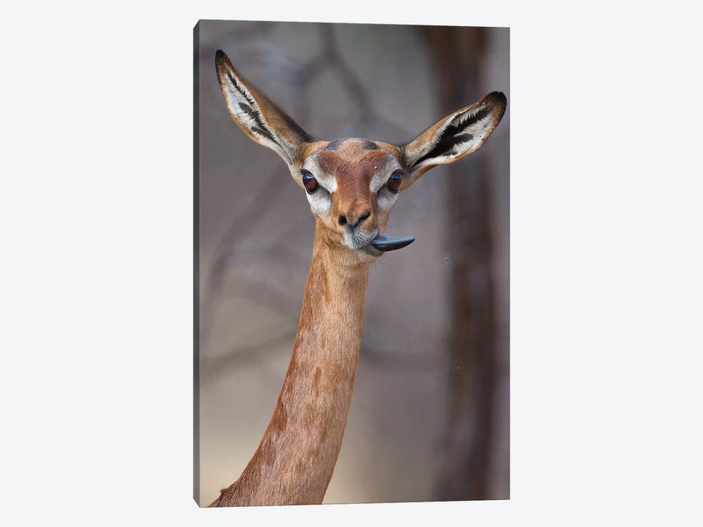 Gerenuk Tongue Twister by Mogens Trolle 1-piece Canvas Print