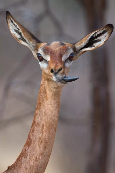 Antelopes: Gerenuk Tongue Twister by Mogens Trolle